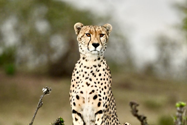 Guépard prend la pause