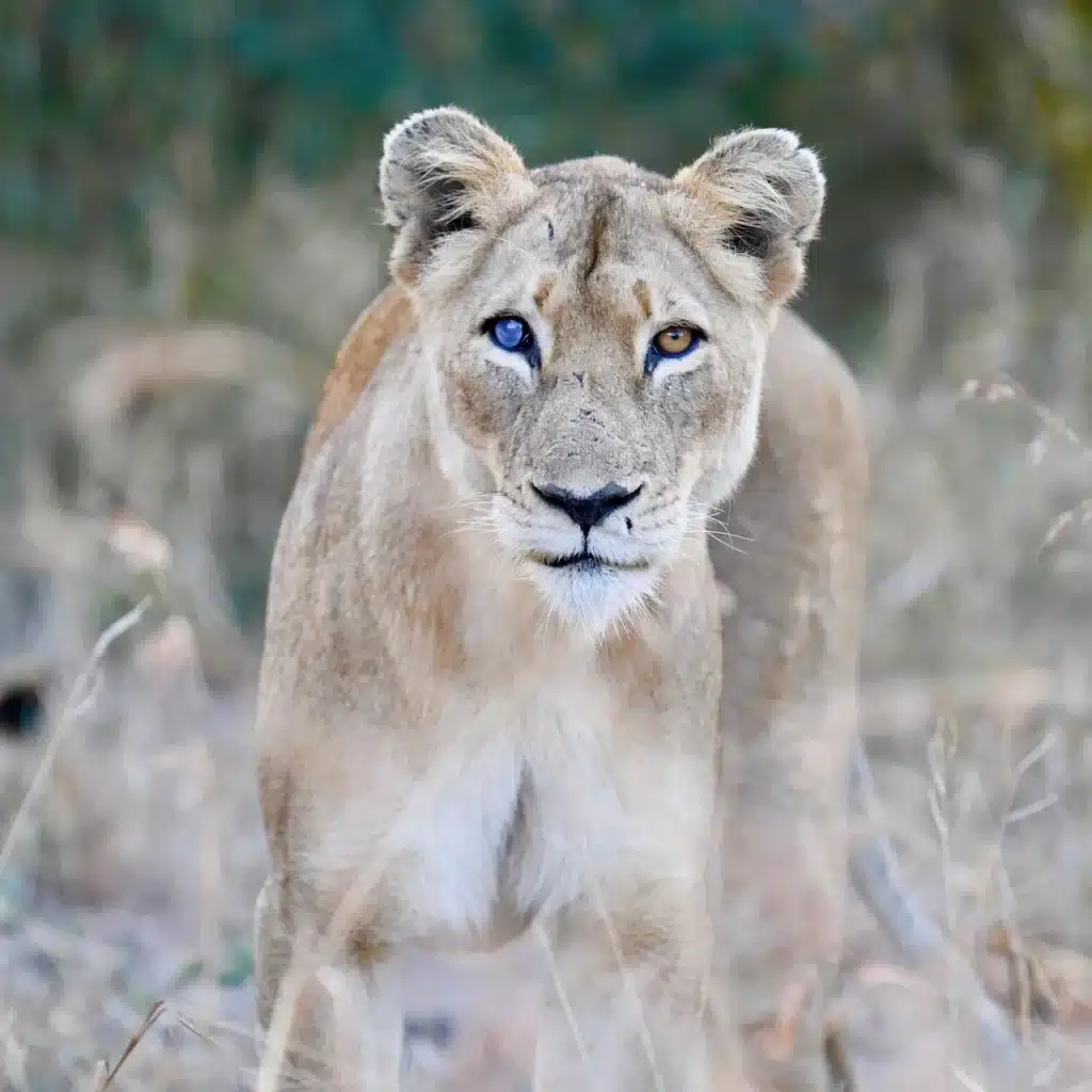 Portrait d'une lionne
